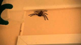 How to catch a Huntsman Spider [upl. by Anelhtac554]