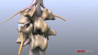 Lumbar Spine Anatomy [upl. by Mw29]