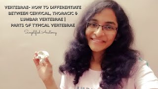 VERTEBRAE  PARTS amp DIFFERENTIATION  ANATOMY  SIMPLIFIED ✔ [upl. by Euqinwahs]