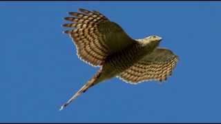 Sparrowhawk Bird Call Bird Song [upl. by Nola]