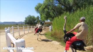 Ostrich Racing near Oudtshoorn Klein Karoo South Africa [upl. by Teirrah]