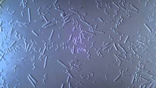 Bacteria  Spirillum Bacillus 1250x  1 [upl. by Pronty]