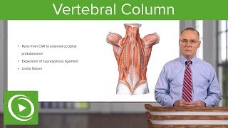 Vertebral Column – Anatomy  Lecturio [upl. by Mahgem]