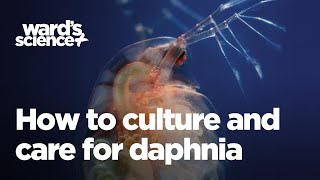 Caring and Culturing for Daphnia [upl. by Ahsemit]