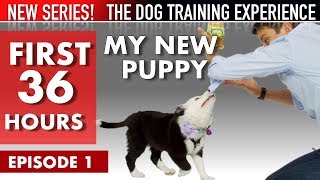 My New Puppy The First 36 Hours NEW SERIES The Dog Training Experience Episode 1 [upl. by Shabbir]