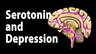 Serotonin and Treatments for Depression Animation [upl. by Norred388]