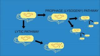 Bacteriophage Lambda  Cro and cI [upl. by Fabriane]