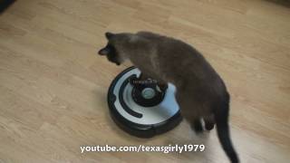 Cat shows HOW TO use iRobot Roomba Vacuum [upl. by Kaenel758]