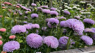 Harvesting China Asters Callistephus chinensis [upl. by Ayekram]