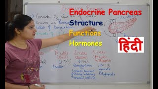 Pancreas endocrine gland in hindi  insulin  functions  structure  Rj Medical Education [upl. by Hannaoj395]