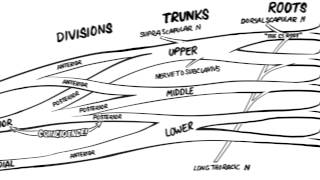 The Lumbar Plexus  Gross Anatomy [upl. by Ahsaf946]