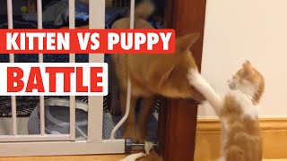 Puppy Vs Kitten Battle for Adorable [upl. by Africa16]