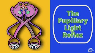 The Pupillary Light Reflex [upl. by Publus]