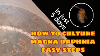 How to Culture Magna Daphnia Easily [upl. by Weber782]