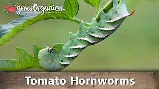 How to Get Rid of Tomato Hornworms [upl. by Tecil]