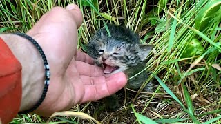 Reacued Abandoned Baby Kittens Thanks To Our Shelter Dogs [upl. by Eenaffit980]