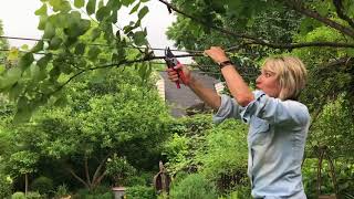 Redbud Tree Pruning [upl. by Kate626]