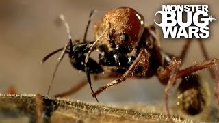 Leafcutter Ant Soldier vs Speckled House Spider  MONSTER BUG WARS [upl. by Magna690]