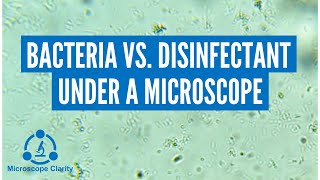 Bacteria vs Disinfectant Under a Microscope [upl. by Einttirb]