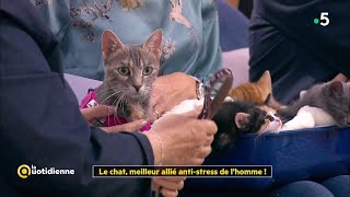 Le chat meilleur allié antistress de lhomme   La Quotidienne [upl. by Airolg]