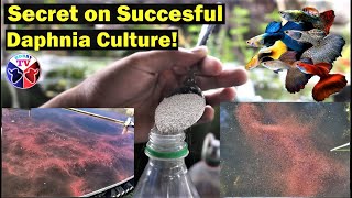 How to Culture Daphnia Successfully [upl. by Alake468]