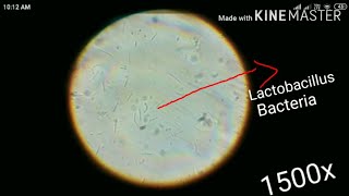 Lactobacillus bacteria under microscope [upl. by Bartel]