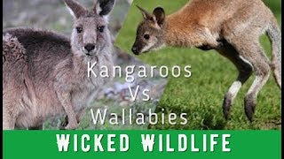 Kangaroos Vs Wallabies  Whats The Difference [upl. by Salomo]