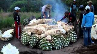 Cooking Maguey agave for Mezcal at the Mezcal Real Minero in Oaxaca Mexico [upl. by Keelby122]