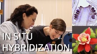 in situ Hybridization [upl. by Nyre]