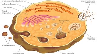 Endocytosis and exocytosis [upl. by Garneau]