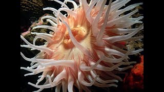 Facts The Sea Anemone [upl. by Releyks]