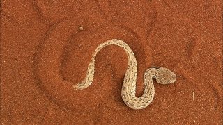 Terrifying The Venomous Sidewinder Snake Slithers at 18 MPH [upl. by Rossen]