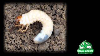 Grub Worm Identification and Treatment [upl. by Oina168]