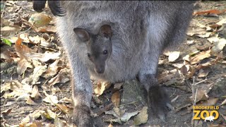 Adorable Wallaby Joeys at Brookfield Zoo [upl. by Byrdie39]