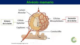 Anatomía de la Glándula mamaria [upl. by Tnilk]