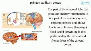 primary auditory cortex [upl. by Trixi642]