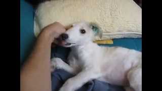 Borzoi’s Second Day at Home The Hilarious Saga Continues [upl. by Ati]