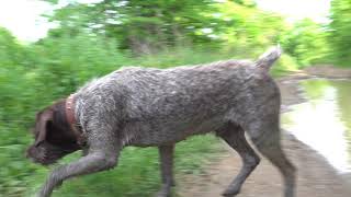 Drahthaar German Wirehaired Pointer [upl. by Gina]