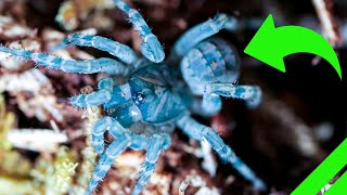 Trapdoor Spider Setup and Unboxing  Liphistius ornatus amp MORE [upl. by Llyrehc]