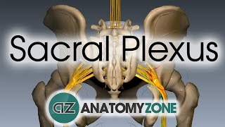 Cervical Plexus  Anatomy Tutorial [upl. by Lounge]