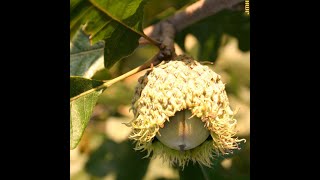 How to identify bur oak Quercus macrocarpa [upl. by Ykvir]