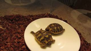 Installation du Terrarium pour tortue [upl. by Ahsenroc]