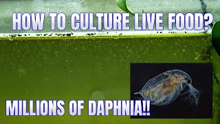 How to Culture Daphnia Secret Method to Breed MILLIONS  Simply Aquatic [upl. by Abbub]