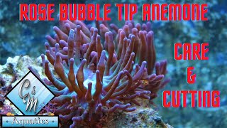 Rose bubble tip anemone care and cutting [upl. by Ekralc]