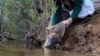 Taronga Releases Rescued Platypuses Back into the Wild [upl. by Lazor]