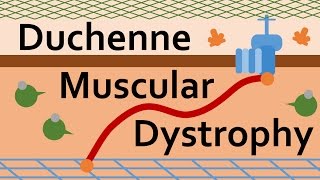 Duchenne Muscular Dystrophy and Dystrophin [upl. by Hasan964]