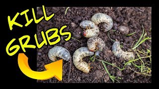 How to Kill Lawn Grubs [upl. by Tuckie]