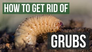 How to Get Rid of Grubs Guaranteed 4 Easy Steps [upl. by Roi977]