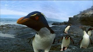 Rockhopper Penguins Make Landfall  Nature on PBS [upl. by Belak319]