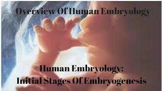 Embryonic development of the chicken [upl. by Tuck]